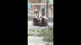 Adorable panda siblings spotted cuddling together at wildlife park in China
