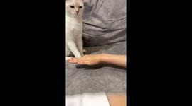 Cat Isn't a Team Player