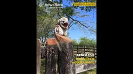 Ghost Bird Caught on Camera