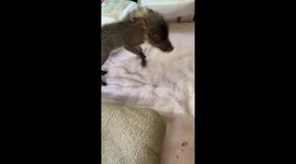 Veteran's fully house trained pet warthog loves belly rubs and cuddles like a dog