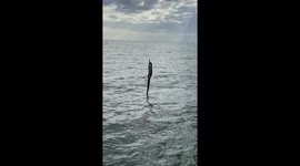 Monitor lizard swims too far from shore and clings to wooden post