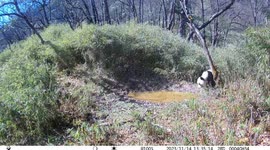 Rare footage of wild panda captured in southwest China