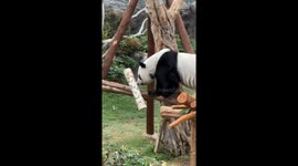 Panda plays with spinning toy to try to get carrots inside at Ocean Park Hong Kong