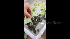 Clever Musk Turtle's Playful Interaction with Owner Amuses Viewers in China