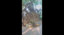 Unique sycamore tree with strangely shaped trunk in Vietnam