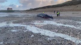World's second largest whale washes up on Cornwall beach and it's 'about to blow up'