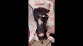 Adorable blind kitten with white 'beard' goes viral after getting rescued (Pt 3)