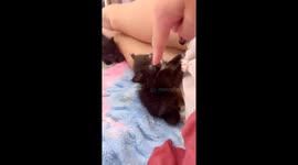 Adorable blind kitten with white 'beard' goes viral after getting rescued (Pt 2)