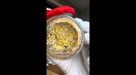 Man grows 'zombie mushrooms' using his own skin and blood – and then eats them (Pt 2)