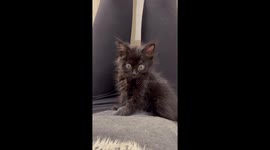 Adorable blind kitten with white 'beard' goes viral after getting rescued (Pt 4)