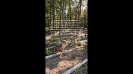 'I'm a former teacher but I will NEVER put my kids in school – we live off-grid in the forest where I teach them survival skills, playing and exploring' (Pt 1)