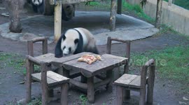 Giant Pandas Gather Around A Table For Dinner at Chongqing Zoo