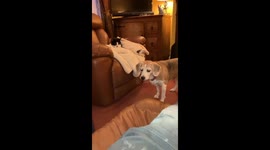 Beagle Removes Cat From Recliner