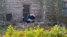 Panda Meng Meng Gets an Extra Meal in Beijing, China