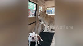 Pet lion goes on joyride with family in Cambodia and doesn't eat little dog riding along too