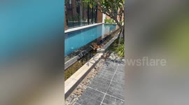 Pet dog chills on shady swimming pool edge
