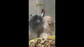 Playful Scuffle: Golden Hamsters Vie for Water Bottle in China