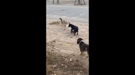Stray Dog Gets Saved from Trap by Citizens in China