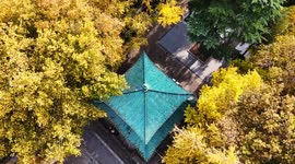 Ginkgo Avenue in Nanjing, China