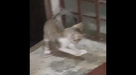 cute and funny white cat playing on the thread in floor . cat eye reflect on the light .