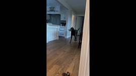 Living room dining: dog's preferred feeding spot