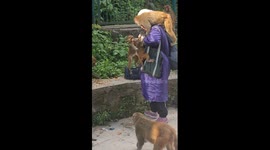 Monkey feeding frenzy: woman distributes food amid playful primate gathering