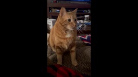 Cat Gags At Cheesy Enchilada