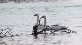 Volunteers contribute to swan protection efforts in NW China's Xinjiang