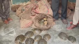 Police raid a large number of recovered tortoises being smuggled from a goods truck in Northern India