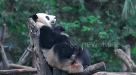 A Giant Panda Plays at Chongqing Zoo, China