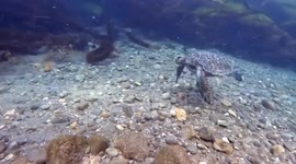 Green Sea Turtle Surprises Game Warden During Anti-Poaching Operation in Ventura, CA, USA