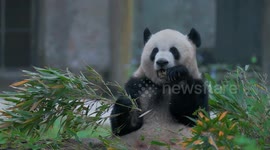 A Giant Panda Eats Bamboo at Chongqing Zoo, China