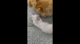 Heartwarming moment as rescued cat immediately welcomes a new addition to the family