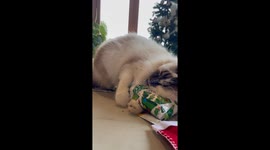 Adorable rescue cats has have fun unwrapping their Christmas presents in South Africa