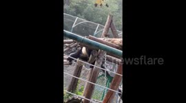 Panda Meng Er delightfully plays water fight with zookeeper in Beijing, China