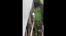 Pet cat scrambles to save himself from falling into water