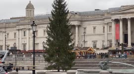 Trafalgar Square's  Christmas tree installed