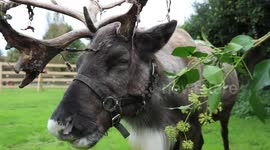 Britain's loneliest reindeer 'glowing like Rudolph' after finding mate for Xmas