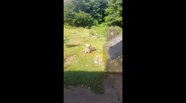 In the forest, the monkeys are picking up food that has fallen on the ground