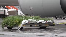 Pallets of bamboo loaded onto plane in Edinburgh, UK returning Edinburgh Zoo pandas to China