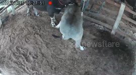 Farm buffalo panics when its head gets stuck in fence
