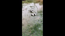 Terengganu cats embrace playful moments amidst floodwaters