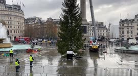 This year’s Christmas tree goes up in Trafalgar Square, London