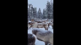 Serene scene: reindeer await roundup in Rovaniemi shed