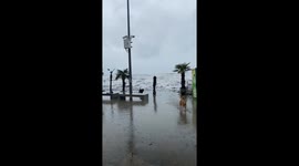 Dramatic escape: dogs flee tidal wave in Batumi, Georgia