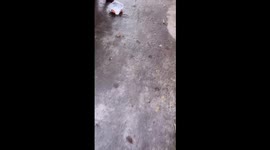 Canine dilemma: stuck in gate drama unfolds in Belgrade, Serbia