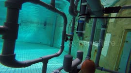 Marine Marvel: Researchers find bottlenose dolphins have newly-discovered super sense