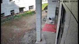 Frustrated dog spouts insults after finding its meal stolen by cat in China