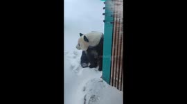 Hilarious moment giant panda runs away after triggering enclosure alarm