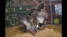 Britain's loneliest reindeer 'glowing like Rudolph' - after finding mate for Xmas
